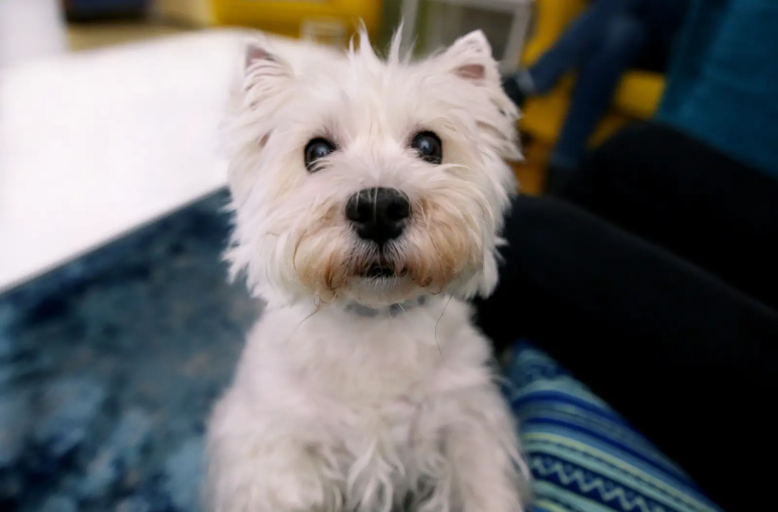 Why Los Angeles Landlords Are Saying Yes to Pets—And How to Do It Right