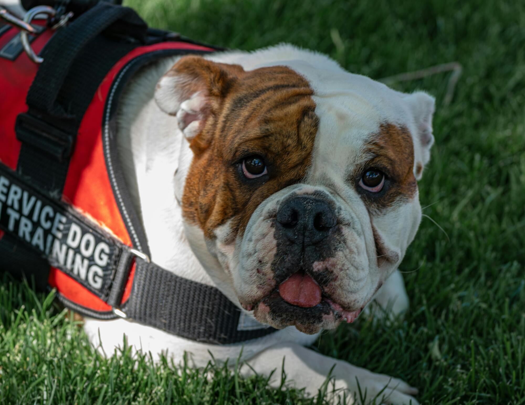 Differences Between Service Animals, Support Animals, and Pets in Los Angeles, Ca